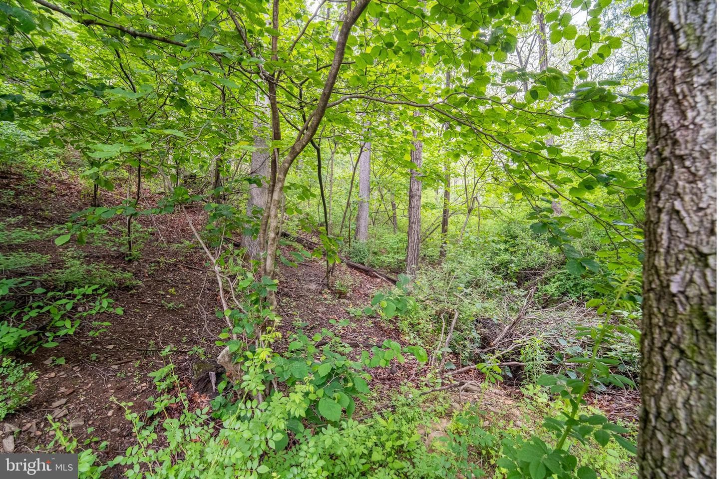 13127 Manor Furnace Road photo 62