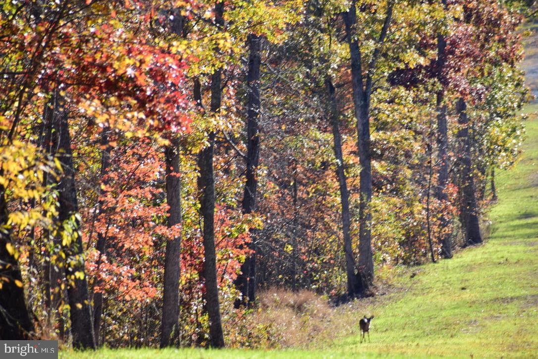 152.44 Acres Lot 2 Laurel Grove Road photo 5