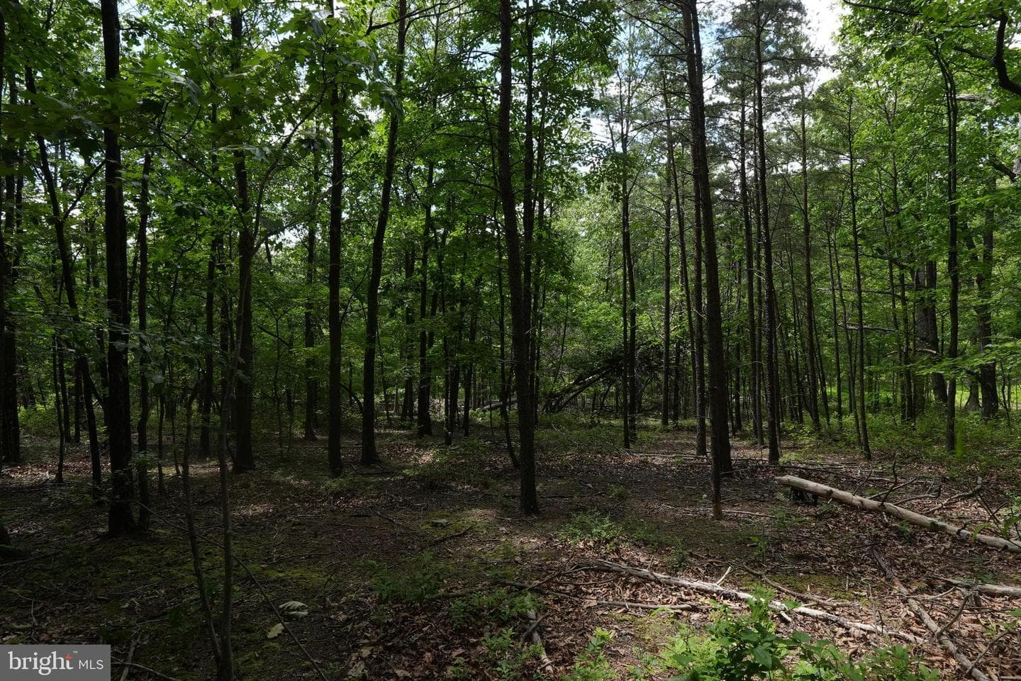 1917 S Timber Ridge photo 14