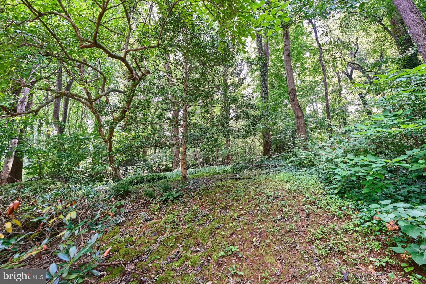 3606 Bent Branch Court photo 52