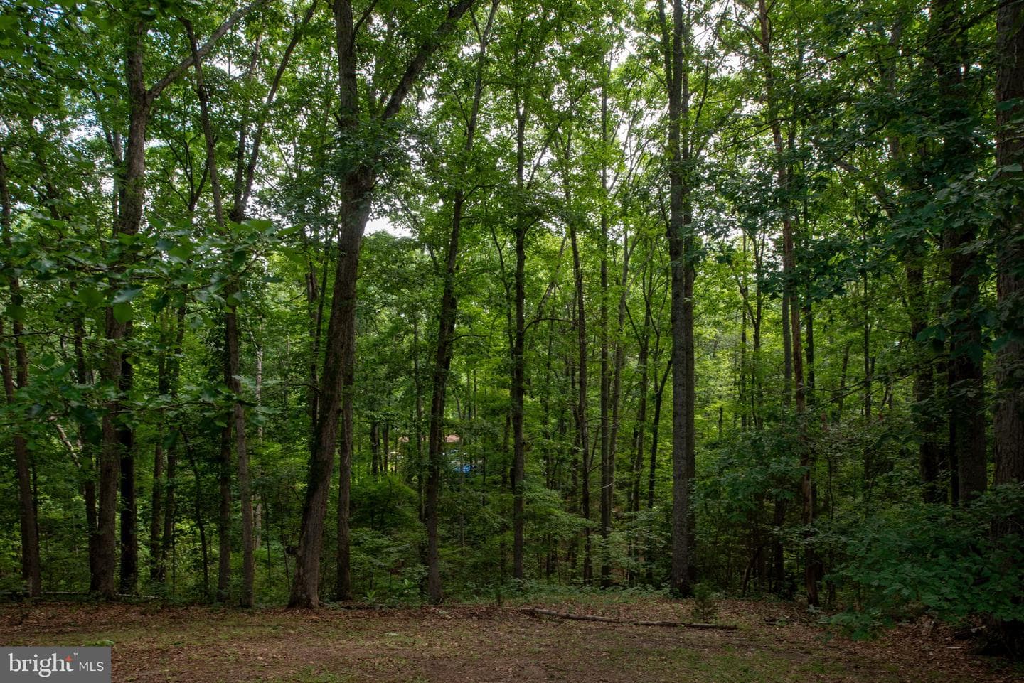 238 David Road photo 46