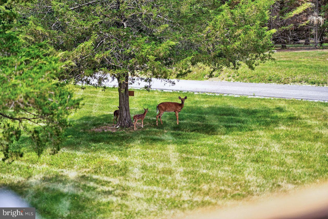 1380 Bloomer Springs Road photo 69