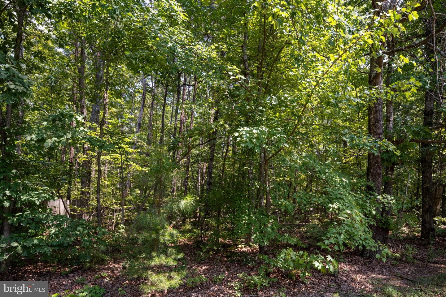 2505 Lakeside Woods Drive photo 49