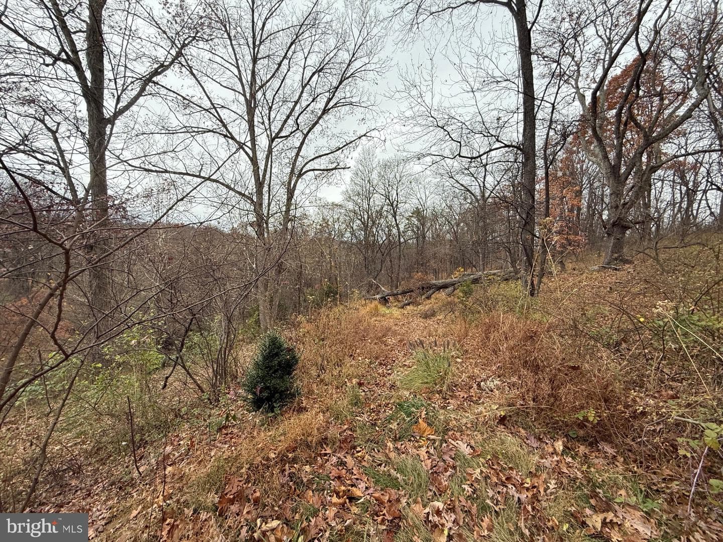 521 Northern Spy Drive photo 24
