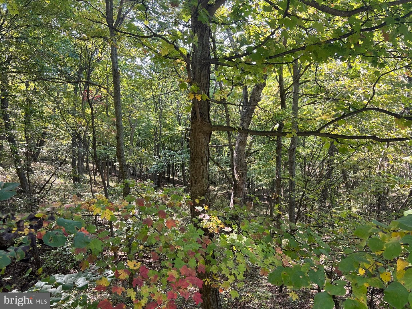1604 High Knob Road photo 93