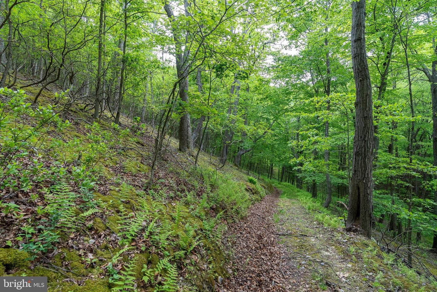 2598 Mountain View Road photo 78