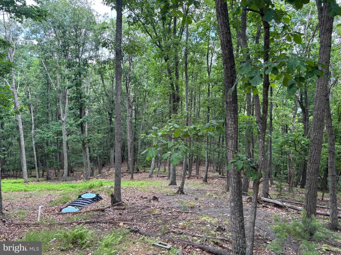 Cedarwood photo 29