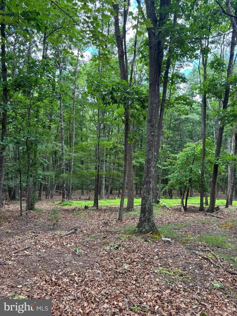 Cedarwood photo 30