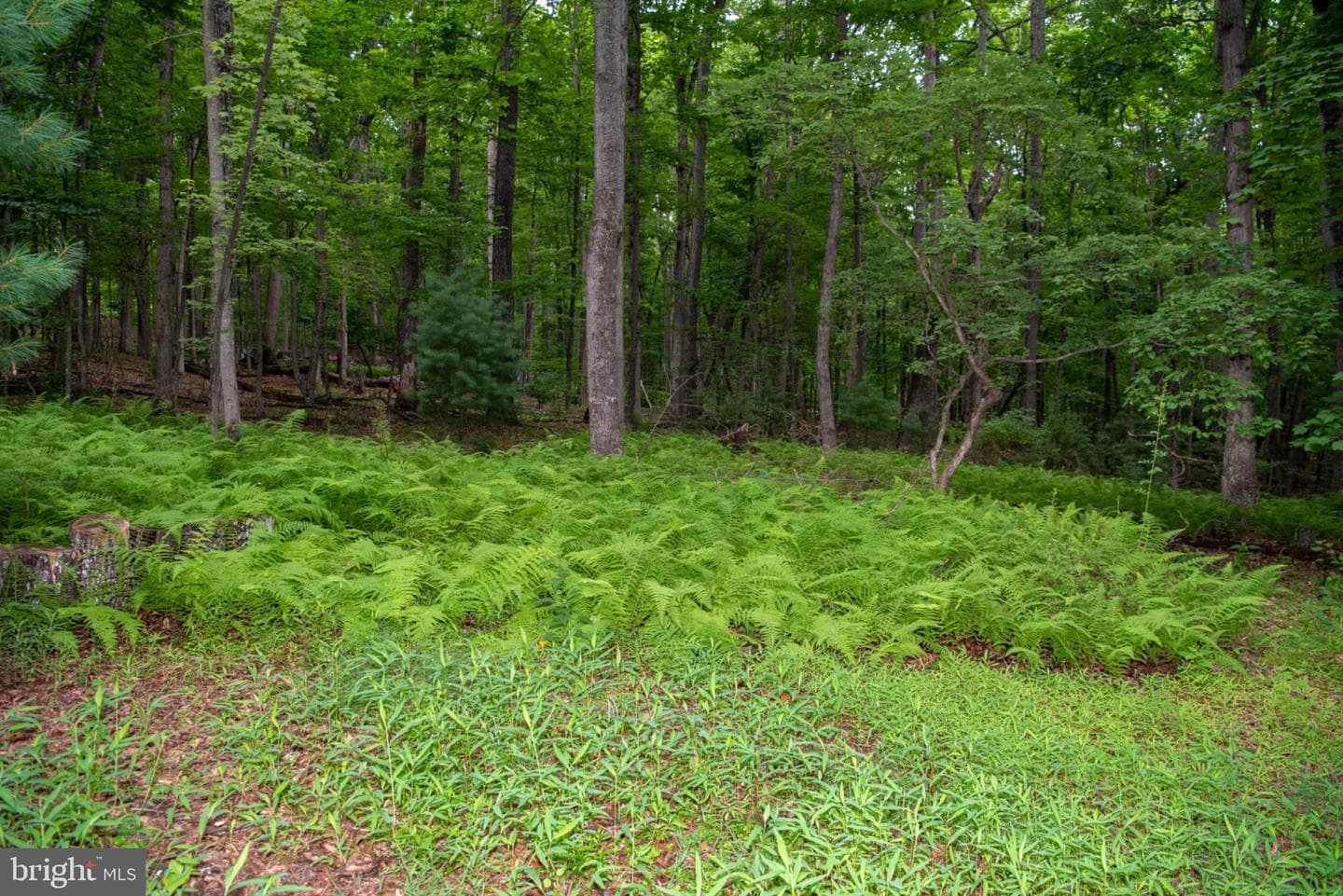 452 Wild Turkey Rdg photo 42