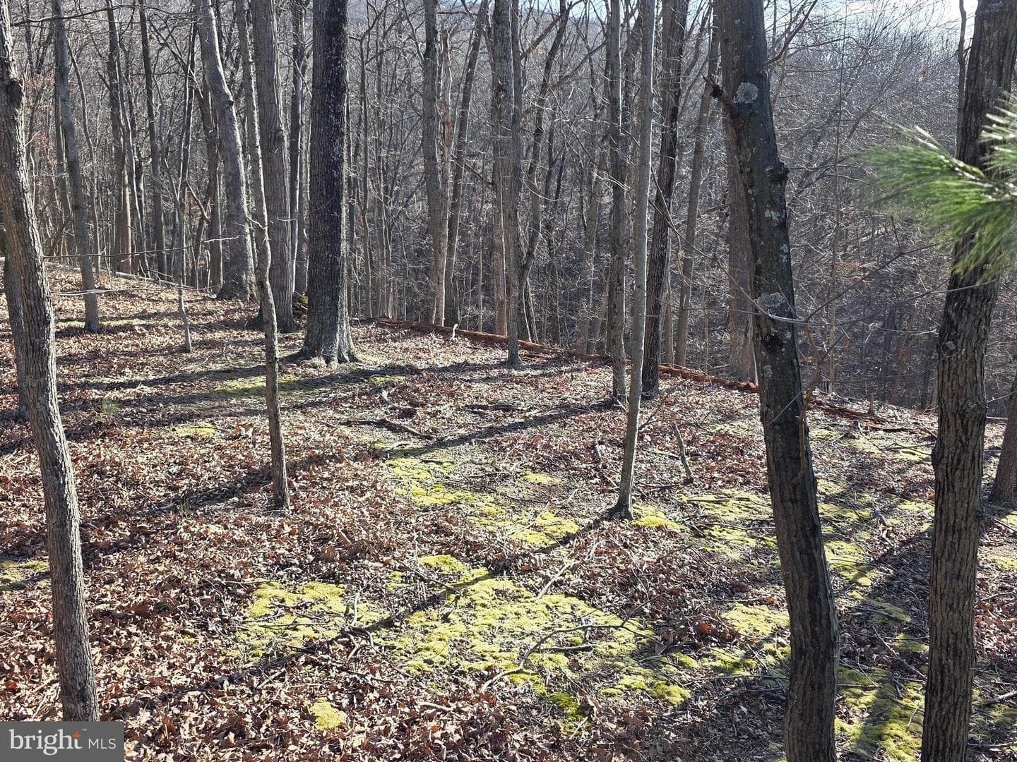 4605 Critton Owl Hollow Road photo 32