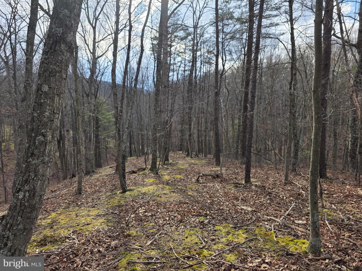 4605 Critton Owl Hollow Road photo 37