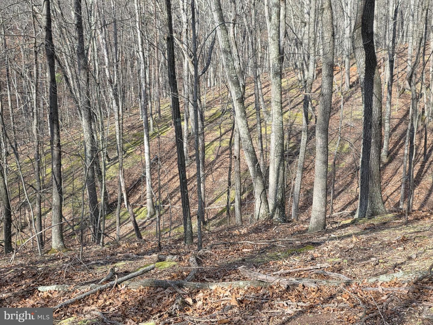 4605 Critton Owl Hollow Road photo 48