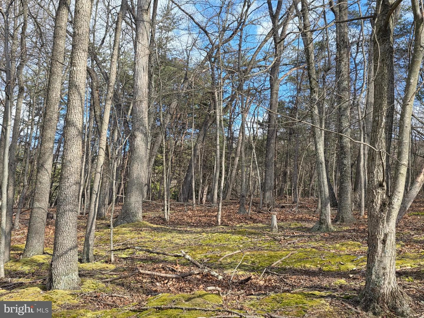 4605 Critton Owl Hollow Road photo 52