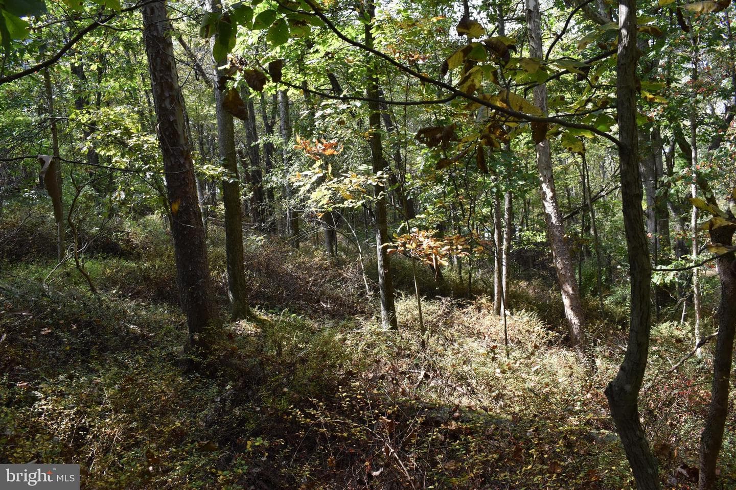 19 Mountain Laurel Drive photo 45