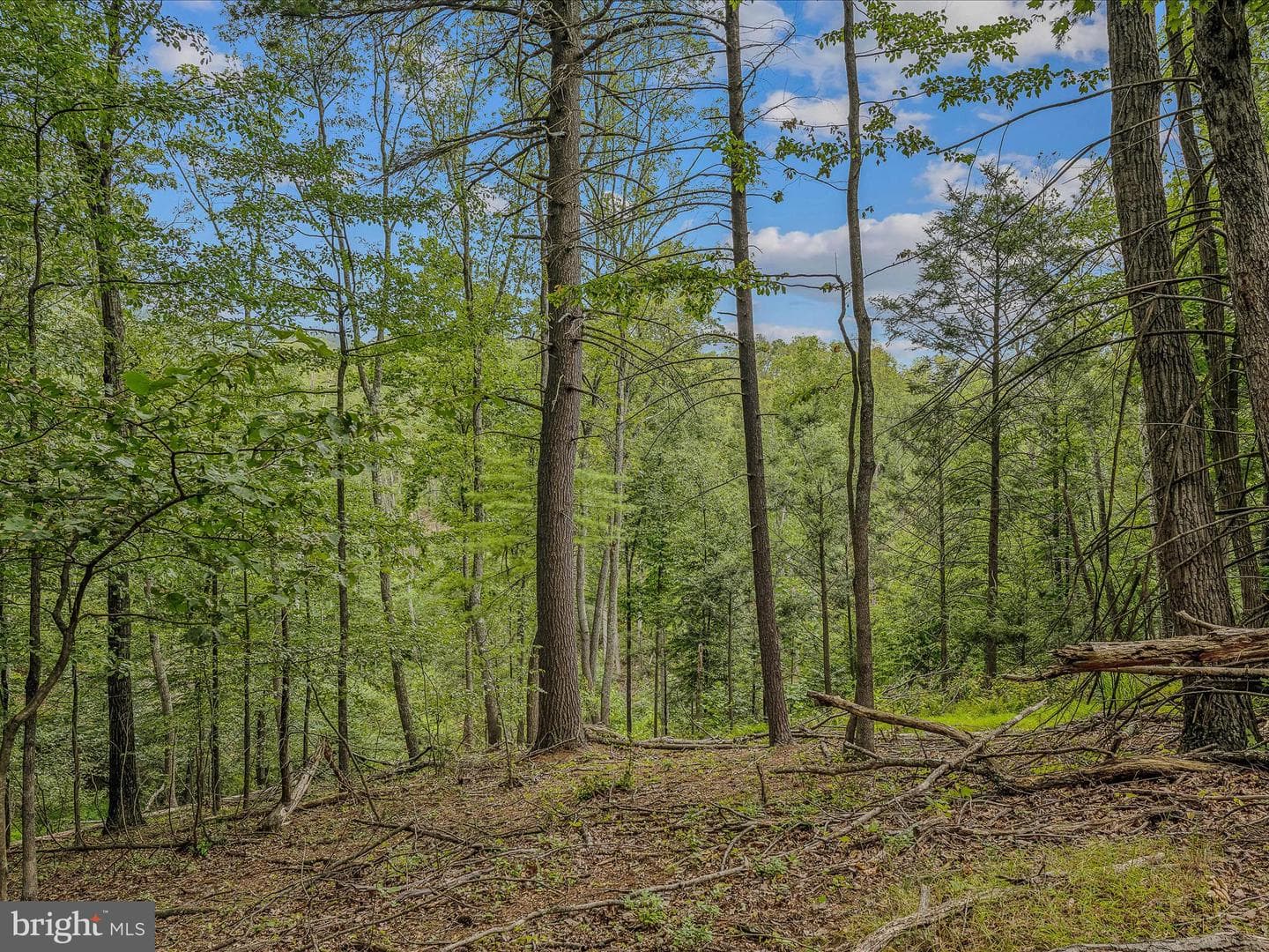237 Redbud Ln photo 54