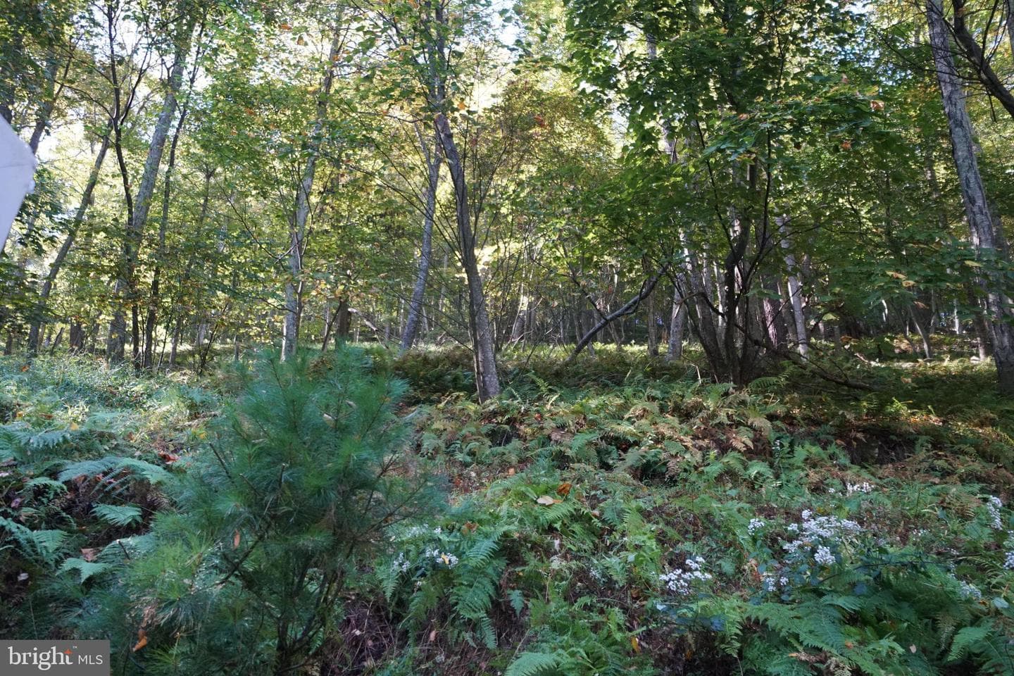 1453 Dry Run Road photo 35